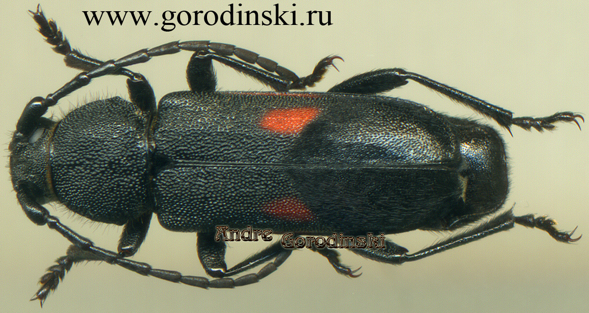http://www.gorodinski.ru/cerambyx/Purpuricenus robusticollis.jpg